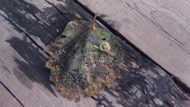 a kis csiga hordozza a ház maga és térképezi fel a grass.4k,24fps a. - Felvétel, videó