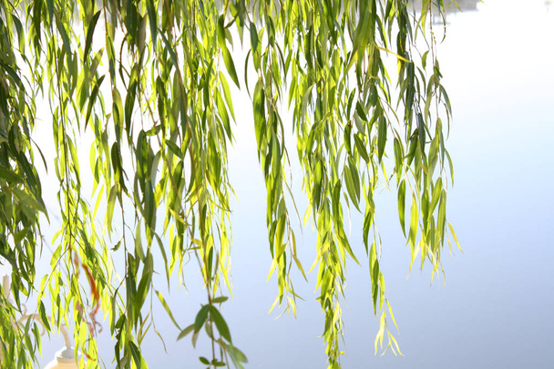 Willow leaves in spring - Photo, Image