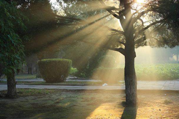 Morning sunlight falls on park - Фото, изображение