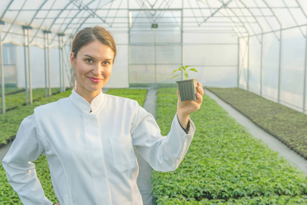 Woman holding potted plant in greenhouse nursery. Seedlings Greenhouse. - Fotó, kép