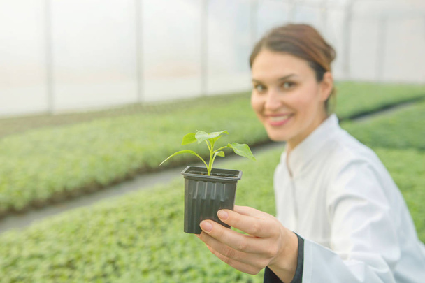 Woman holding potted plant in greenhouse nursery. Seedlings Greenhouse. - Foto, Bild
