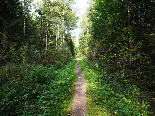 Dramatic summer forest path background - Φωτογραφία, εικόνα