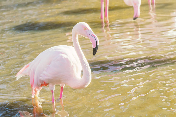 Pink Flamingo, Greater flamingo in their natural environment (Phoenicopterus roseus - Fotografie, Obrázek