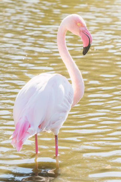 Pink Flamingo, Greater flamingo in their natural environment (Phoenicopterus roseus - Fotó, kép