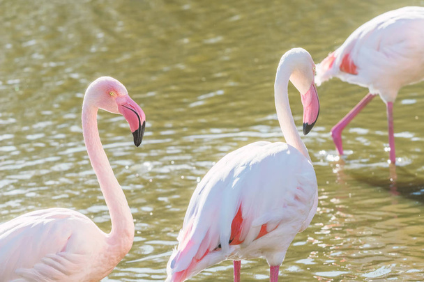 Two pink flamingos walking in the water  in natural environment  - Fotó, kép