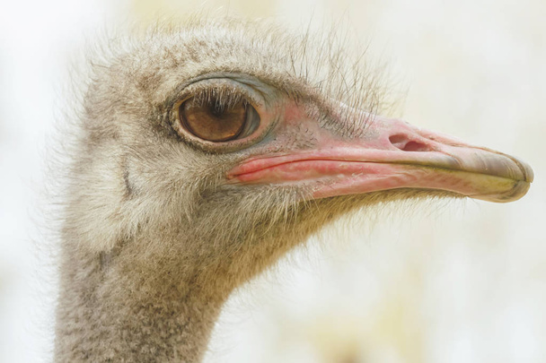 Ostrich Close up portrait, Close up ostrich head (Struthio camelus) - Fotoğraf, Görsel