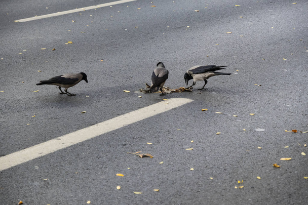 batalla de cuervos comida en el camino de asfalto
 - Foto, Imagen