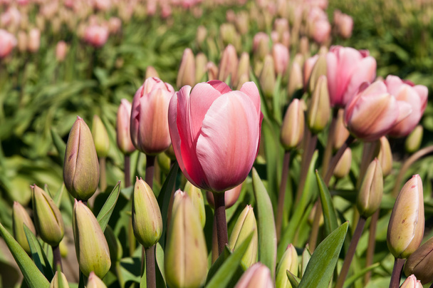 Tulip field with pink flowers - Foto, Imagen