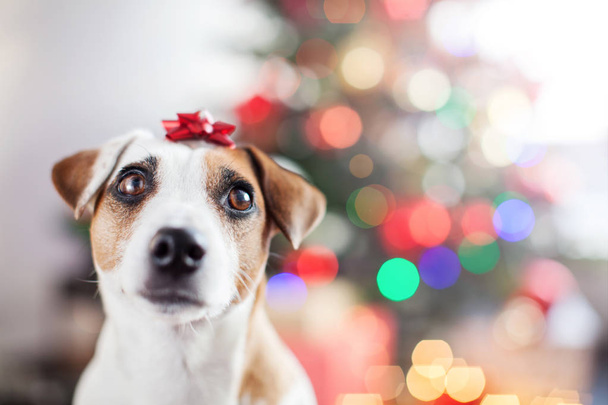 Dog near christmas tree - Foto, afbeelding