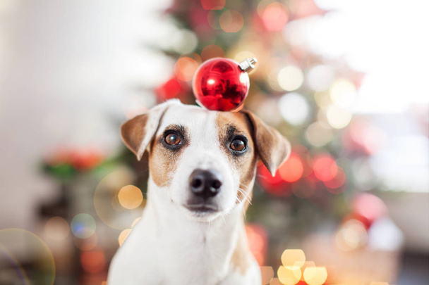 Dog near christmas tree - Foto, imagen