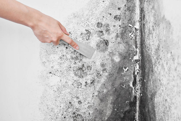 Disinfection of mold. A hand with a spatula removes the black fungus from the white wall. Aspergillus - Photo, Image