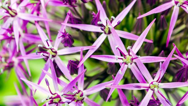 die lila Kugelblume namens allium cristophii, persische Zwiebel oder Stern von Persien. Es ist eine Zwiebelart, obwohl sie in vielen Teilen der Welt als Zierpflanze angebaut wird. - Foto, Bild
