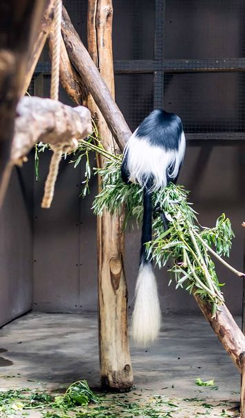Gorgeous tail of mantled guereza (Colobus guereza), also known as guereza, or eastern black-and-white colobus, or Abyssinian black-and-white colobus. It is type of Old World monkey native to Africa. - Photo, Image