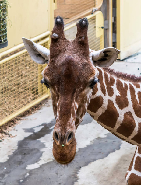Lähikuva muotokuva Reticulated kirahvi (Giraffa camelopardalis reticulata), joka tunnetaan myös nimellä Somalian kirahvi. Kirahvit ovat maailman korkeimpia nisäkkäitä.
. - Valokuva, kuva