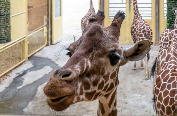 Lähikuva muotokuva Reticulated kirahvi (Giraffa camelopardalis reticulata), joka tunnetaan myös nimellä Somalian kirahvi. Kirahvit ovat maailman korkeimpia nisäkkäitä.
. - Valokuva, kuva