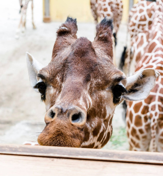 Vértes portréja recés zsiráf (Giraffa camelopardalis reticulata), is ismert, mint a szomáliai zsiráf. Zsiráfok a világ legmagasabb emlősök. - Fotó, kép