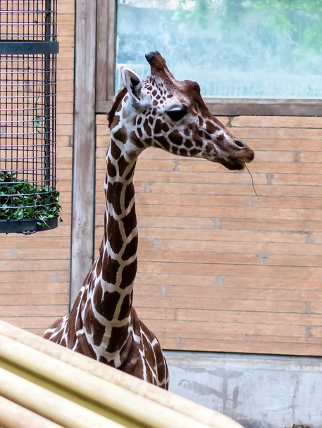 Reticulated giraffe (Giraffa camelopardalis reticulata), ook bekend als de Somalische giraffe naar rechts kijkend. De kenmerkende vacht patroon bestaat uit bruine flarden gedeeld door dunne witte lijnen. - Foto, afbeelding
