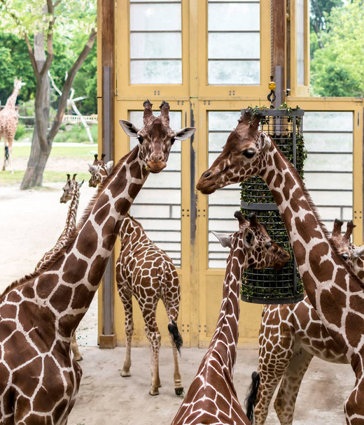 Jirafas reticuladas (Giraffa camelopardalis reticulata), también conocidas como jirafas somalíes, después de alimentarse. Su distintivo patrón de pelaje consiste en manchas marrones rojizas divididas por finas líneas blancas
. - Foto, imagen