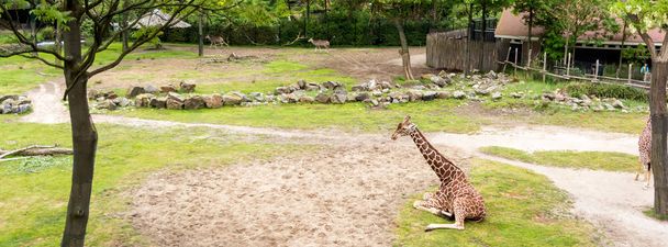 Żyrafy siatkowe (Giraffa camelopardalis reticulata), znany również jako żyrafa somalijski, siedząc na trawniku. Jego charakterystyczne umaszczenie składa się z czerwono-brązowe łaty podzielona przez cienkie białe linie. - Zdjęcie, obraz