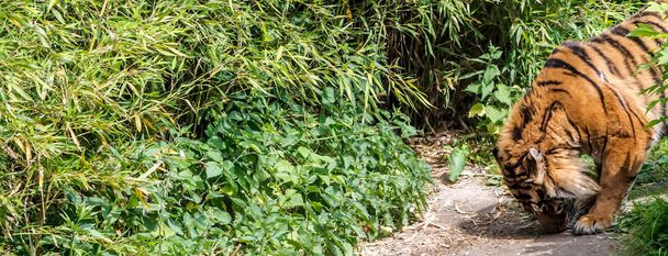 Суматранский тигр (Panthera tigris sondaica) разнюхивает о пути через лес. Тигры в основном ночные хищники, но в районах, где люди отсутствуют, они могут охотиться при дневном свете.
. - Фото, изображение