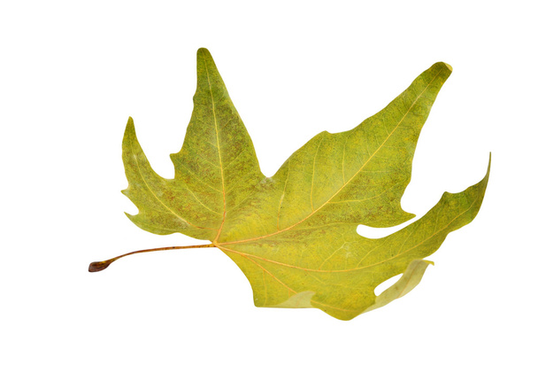 Fall platanus orientalis leaf - Foto, imagen