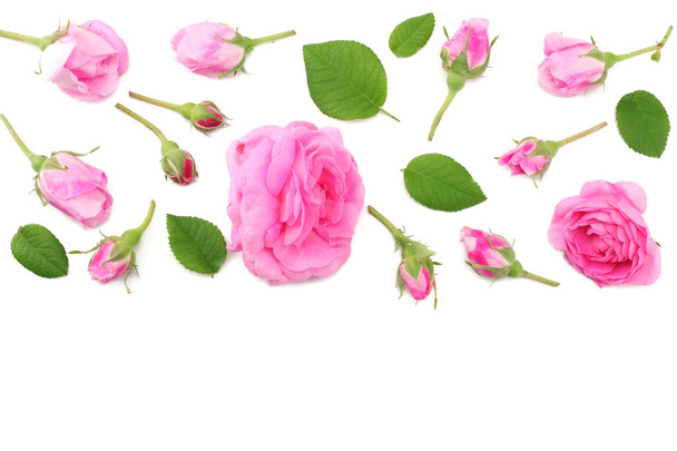 Růžové květy růže izolovaných na bílém pozadí. pohled shora - Fotografie, Obrázek