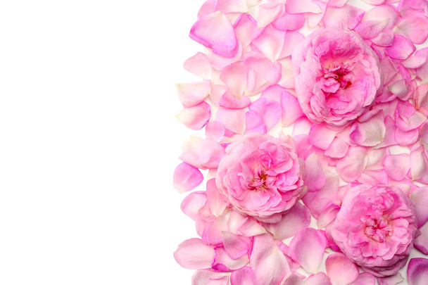 Pink rose flowers isolated on white background. top view - 写真・画像
