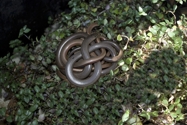 Serpientes
 - Foto, imagen