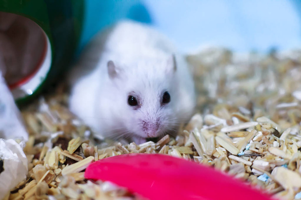 Cute Exotic Winter White Dwarf Hamster looking sad and lonely, feeling and emotion concept, begging for pet food. Winter White Hamster is known as Winter White Dwarf, Djungarian or Siberian Hamster. - Foto, afbeelding
