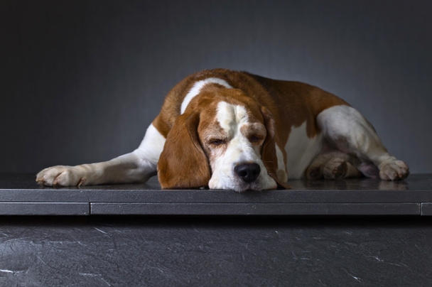 Karanlık bir arka plan üzerinde üzgün bir köpek portresi. Yetişkin safkan Beagle . - Fotoğraf, Görsel