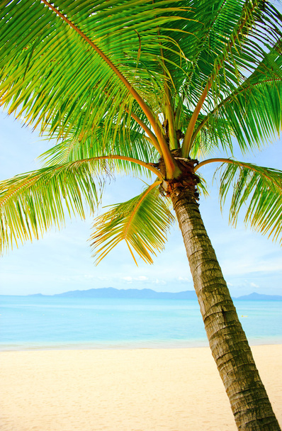 Тропический пляж в Таиланде - отдых фон
 - Фото, изображение