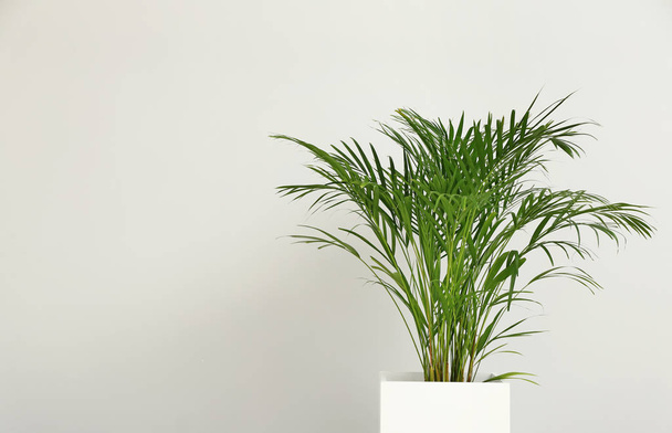 Decoratieve Areca-palm op een lichte achtergrond - Foto, afbeelding
