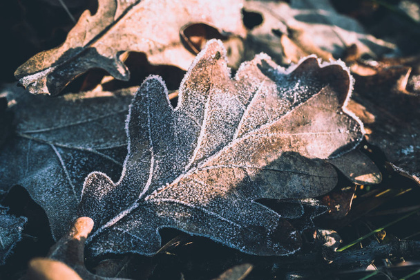 Morning frost on fallen oak leaves. Early winter - Φωτογραφία, εικόνα