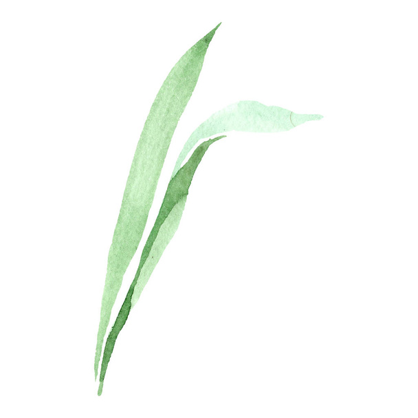 Green iris leaf. Floral botanical flower. Isolated lef illustration element. Watercolor background illustration set. - Foto, afbeelding