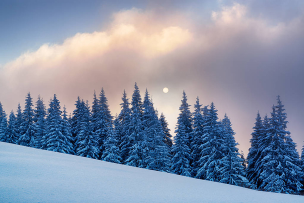 Piękny zimowy poranek z słońce we mgle. Boże Narodzenie w górach - Zdjęcie, obraz