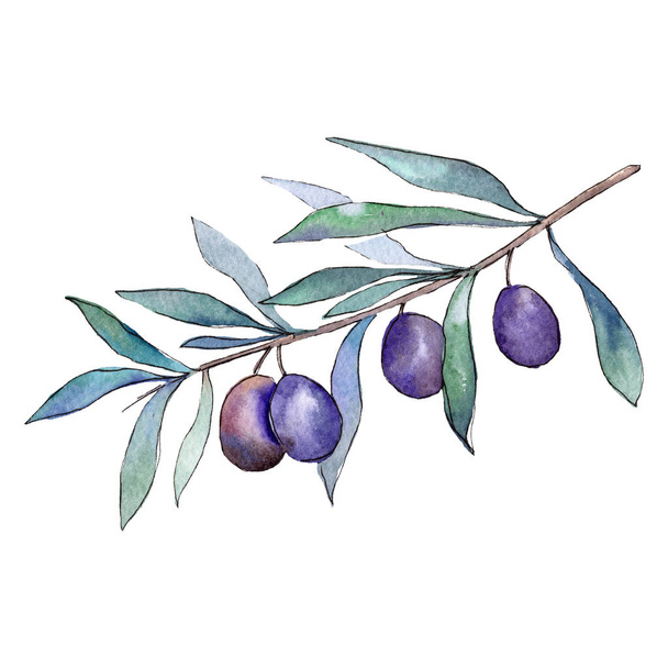 Isolated black olives illustration element. Green leaf foliage. Watercolor background illustration set. - Foto, imagen
