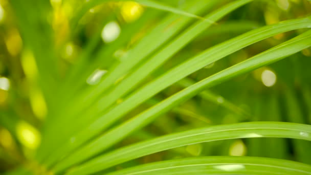 Tropikal yeşil palmiye yaprağı ile güneş ışığı, bokeh ile doğal arka plan bulanıklık. Ufuk gür yapraklar - Video, Çekim