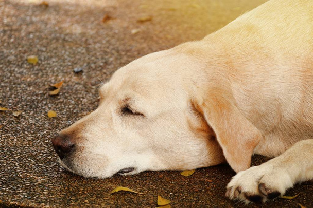 Labrador dog  to sleeping - Photo, Image