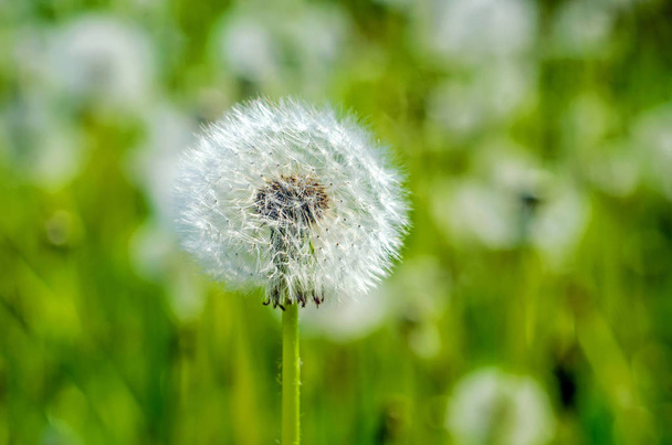 dandelion, dandelion with seeds, field with dandelions, white dandelion - Photo, Image