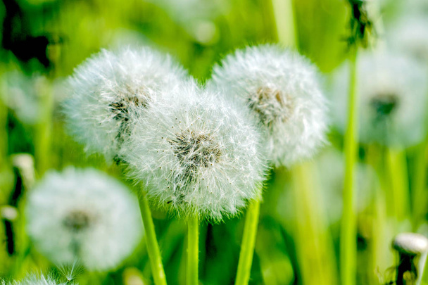 dandelion, dandelion with seeds, field with dandelions, white dandelion - Photo, Image