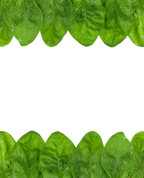Spinach leaf - Zdjęcie, obraz