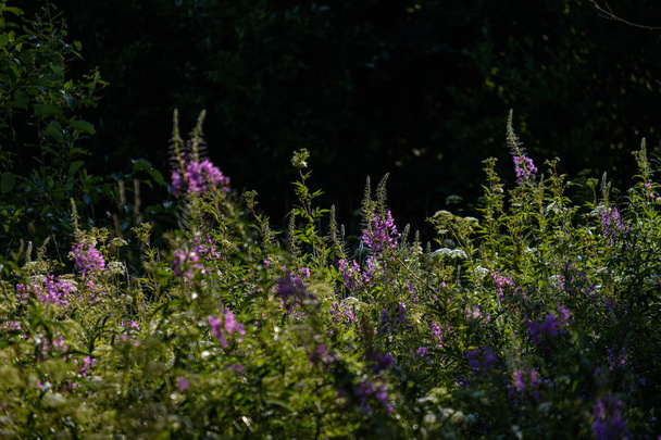 летний цветочный узор на зеленом лугу. текстурированные фоновые детали природы
 - Фото, изображение