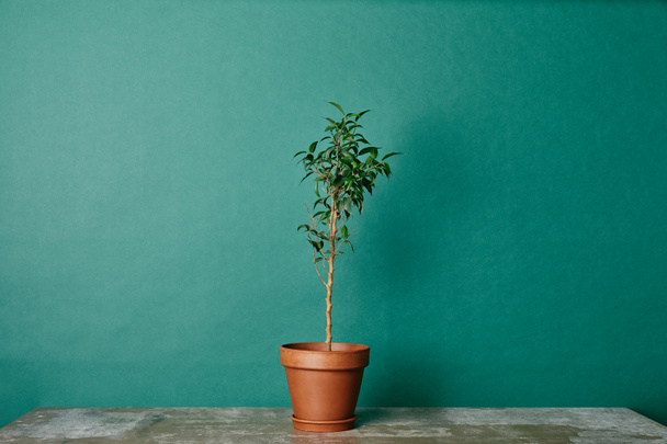 Plant in flowerpot on table on green background - Фото, зображення