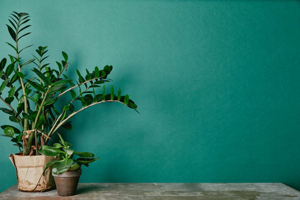 Plantas en macetas sobre mesa polvorienta sobre fondo verde
 - Foto, Imagen