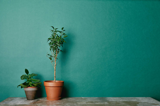 Two plants in flowerpots on green background - Photo, Image