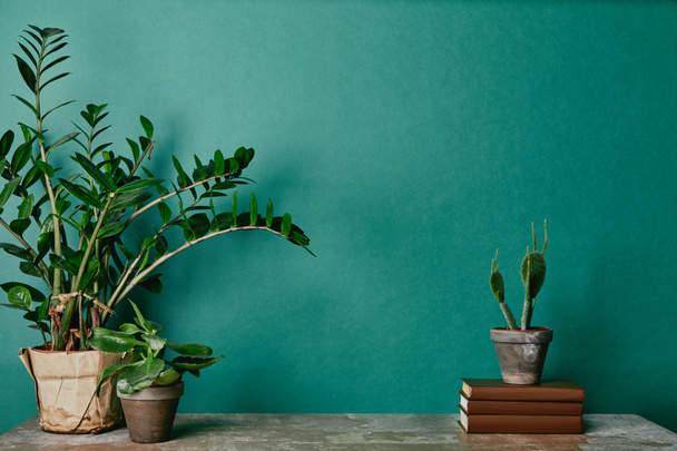 verschiedene Pflanzen in Töpfen und Büchern auf grünem Hintergrund - Foto, Bild