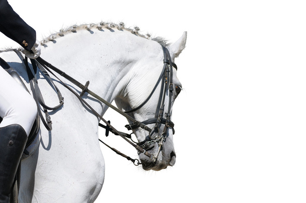 A portrait of dressage horse - Foto, afbeelding