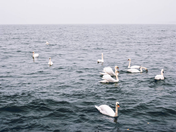 Swans on the water. Baltic Sea. - Φωτογραφία, εικόνα