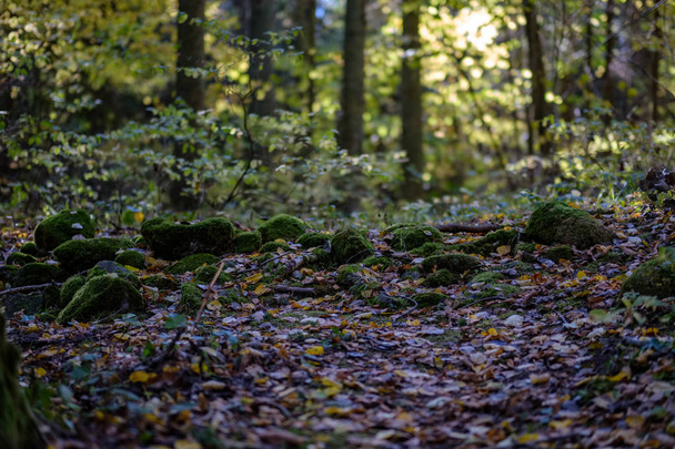 wandelweg herfst bos met gekleurde bladeren - Foto, afbeelding