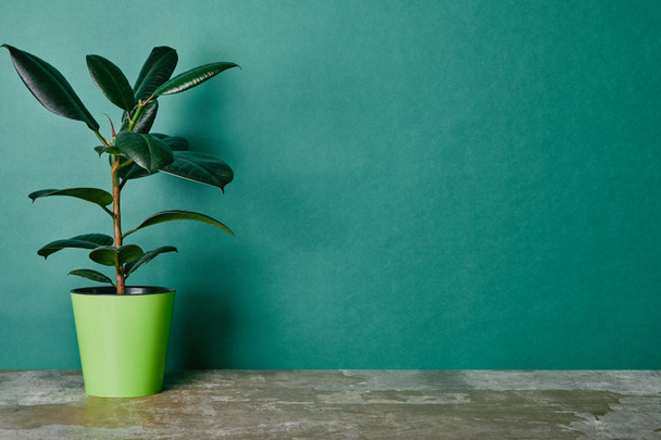 Ficus plant in flowerpot on green background - 写真・画像